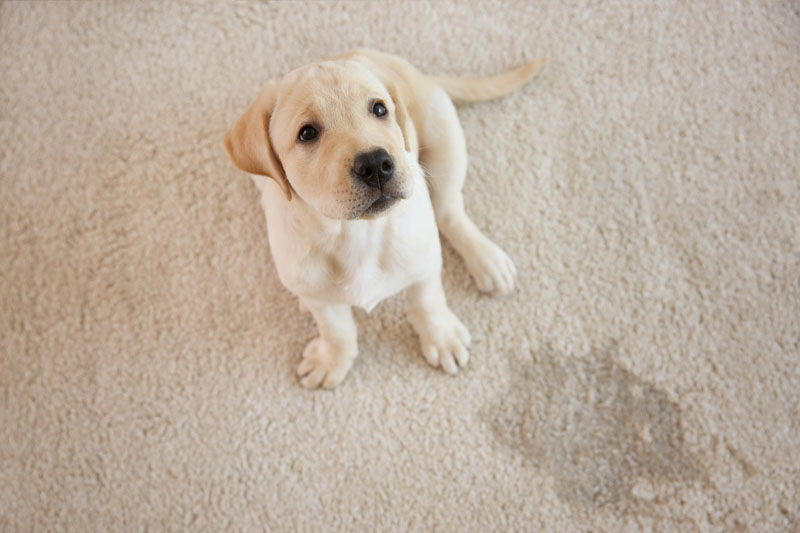 Pet Stain Removal Service